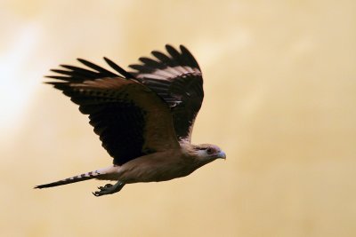 IMG_3466flycara.JPG