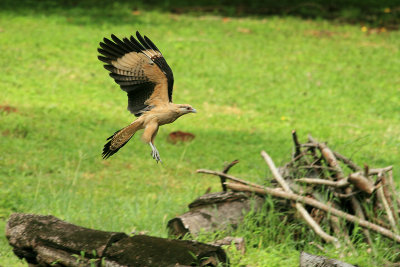 Yellow-headed Caracara