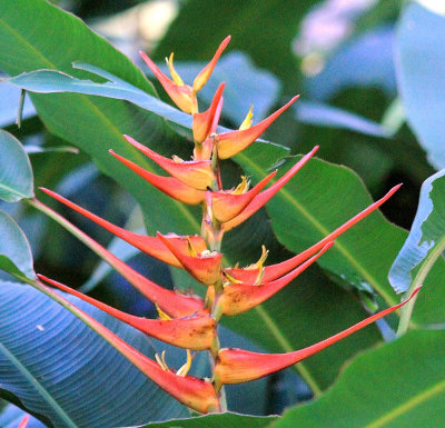 IMG_4276flower.JPG