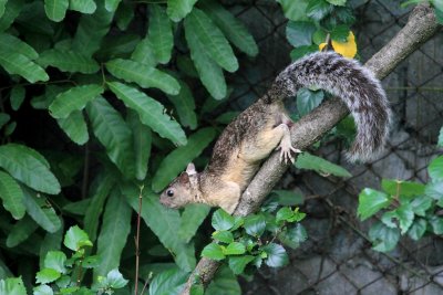 IMG_4543squirl.JPG
