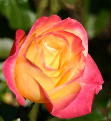 IMG_8900rose.JPG