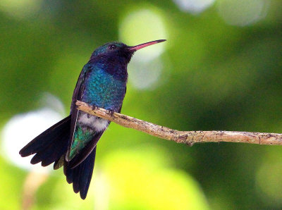 Hummingbird in Parqueo Benito Juarez