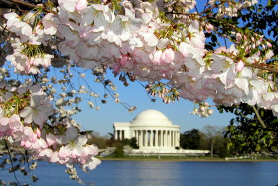Cherry Blossoms & Jefferson Memorial