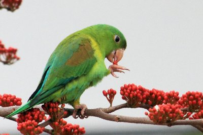 Orange chinned Parakeet