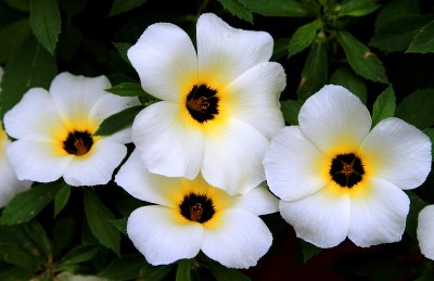 Flower on Taboga Island