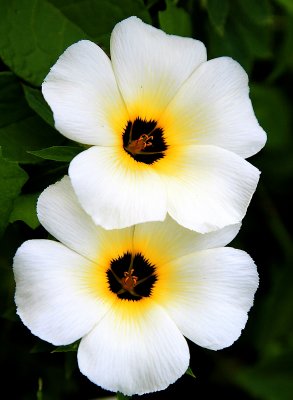 Flower on Taboga Island