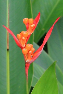 IMG_0662helicon.JPG