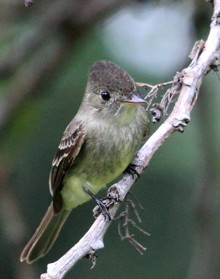 Eastern Wood-Pewee