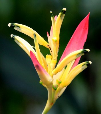 Heliconia