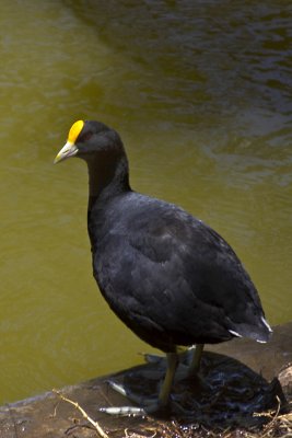 Red-Gartered Coot