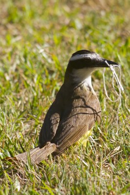 Great Kiskadee