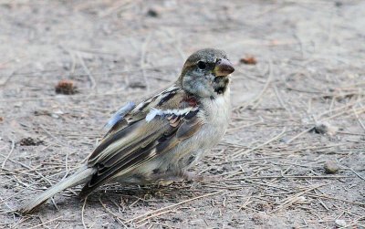 House Sparrow (Passer domesticus) Male Nonbreeding