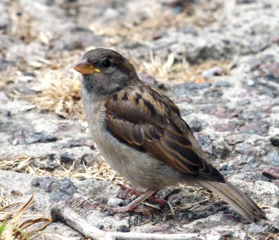 House Sparrow (Passer domesticus) Female