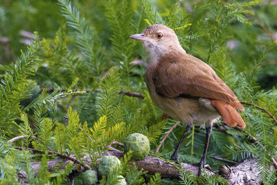 Rufous Hornero