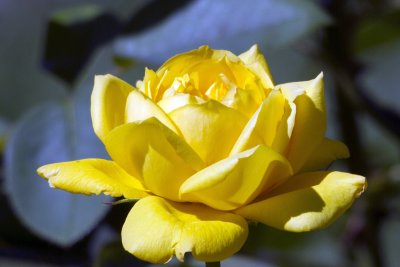 IMG_3820rose.jpg