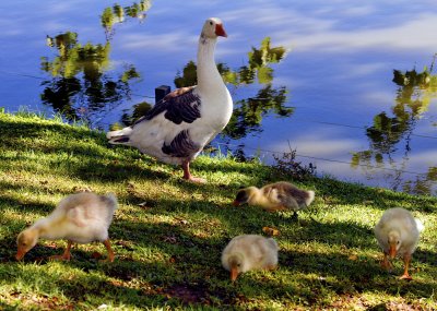 A Goose & Her Goslings