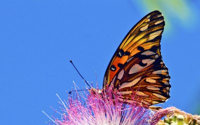 Butterfly in Las Heras Park