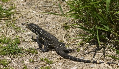 Argentine Black & White Tegu