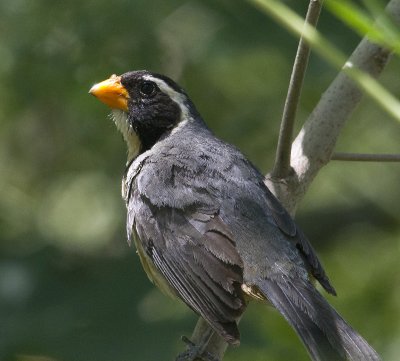 Golden-billed Saltator