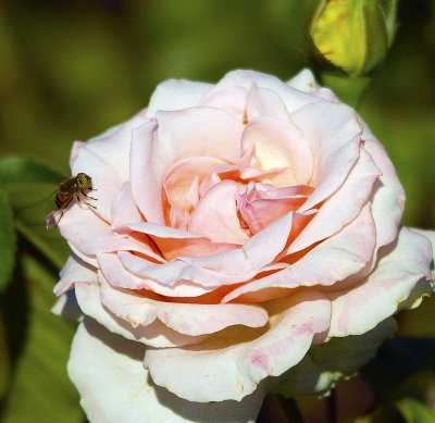 IMG_5873roseb.jpg