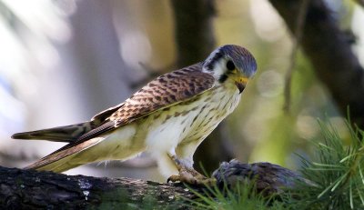 American Kestrel