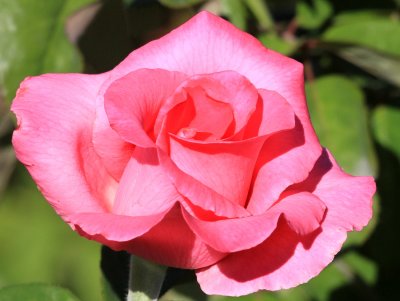 IMG_6295rose.JPG