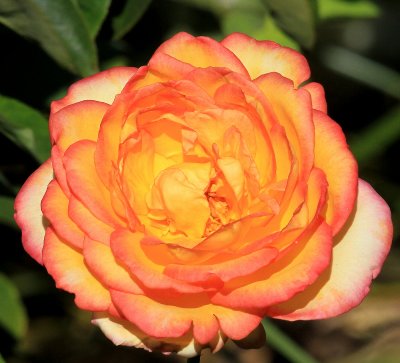 IMG_6311rosea.JPG