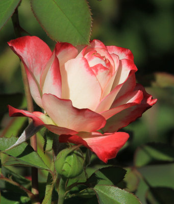 Rose from Rosedal Garden