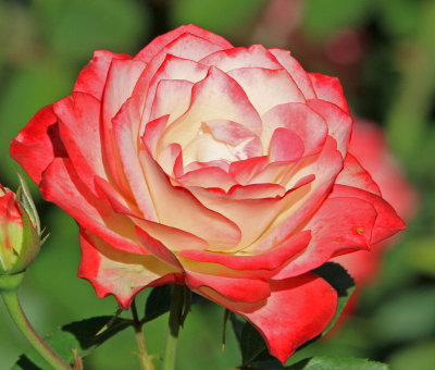 Rose from Rosedal Garden