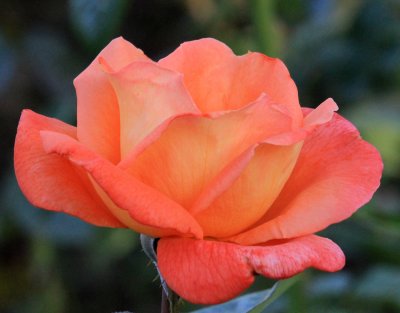 IMG_8957redrose.jpg