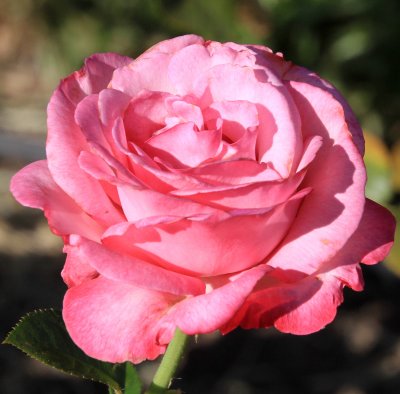 IMG_9039rose.jpg