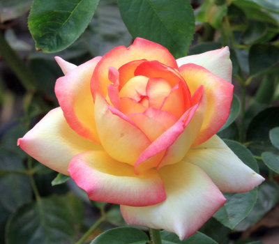 IMG_9192Rose.jpg