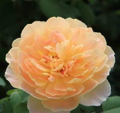 IMG_9187Rgarden.jpg