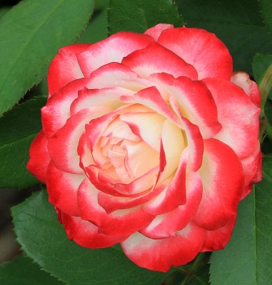 IMG_9215Rgarden.jpg