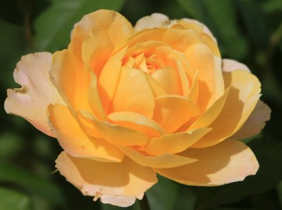 IMG_9462yelrose.jpg