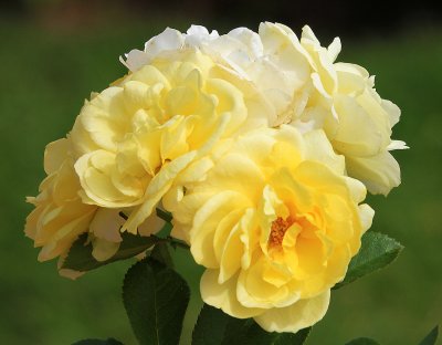 IMG_9432YellorosE.jpg