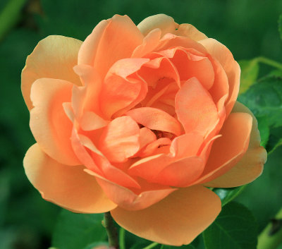 IMG_9430OrnrosE.jpg