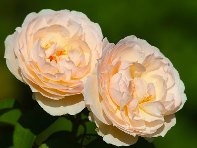 Rose in Rosedal Garden