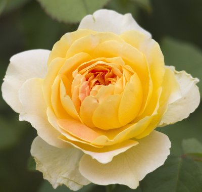 IMG_5443YELLowROSE.jpg