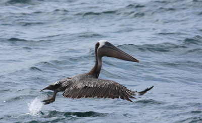 IMG_4448pelican.JPG