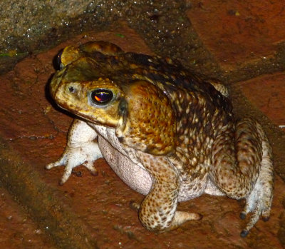 P1000941toad.jpg