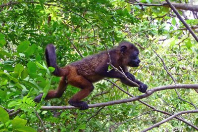 Monkeys of Nicaragua
