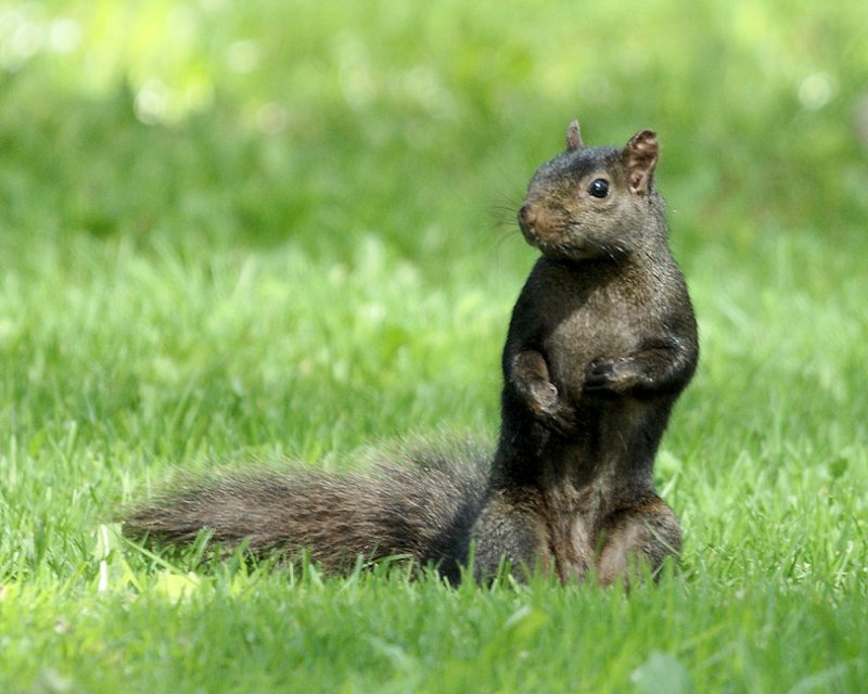 DSC07577 - Black Squirrel Posing