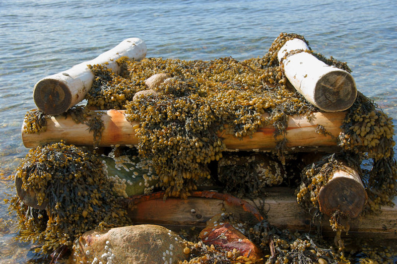 DSC08448 - Old Wharf Pier