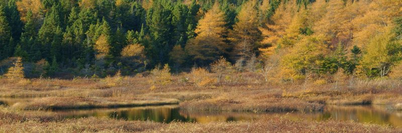 Autumn Colour