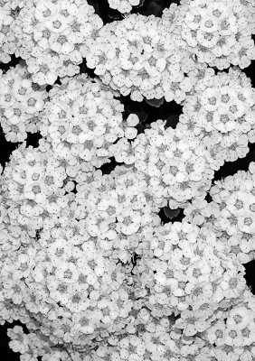 DSC03972 - Spiraea in B&W