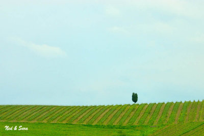 lone cypress in field