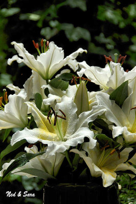 white lilies