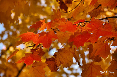 autumn in Quebec