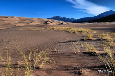 grass and dunes